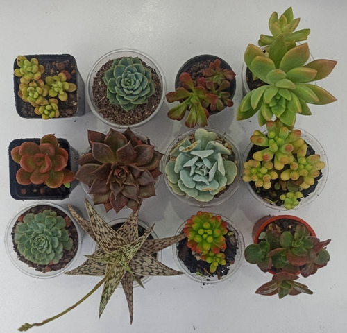 12 Plantas Suculentas 