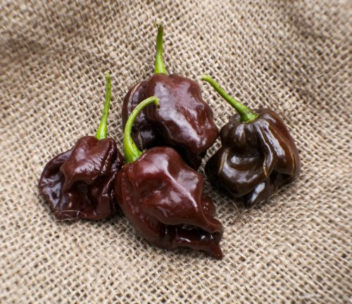 Semillas Premium De Chile Scotch Bonnet Chocolate