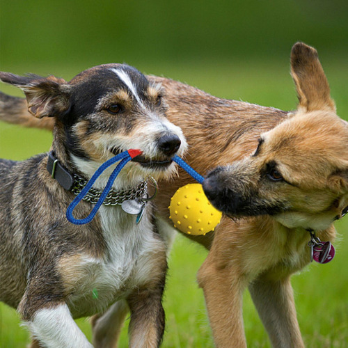 Juguete Para Perros Con Pelota Con Cuerda Pelota Para Perros