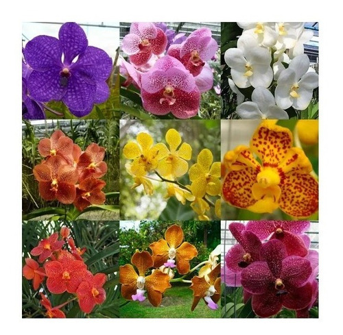 Orquídea Vanda Kit Com 5 Mudas De Cores Variadas