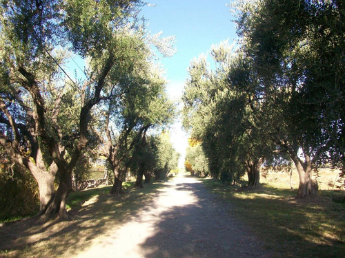 Imagen 1 de 4 de Terreno  En Villa Viñuela, San Rafael