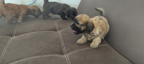 Imagem 4 de 5 de Poodle Toy
