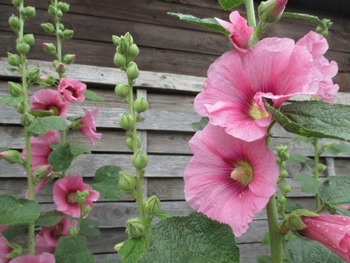 180 Semillas De Malva Real Rosada