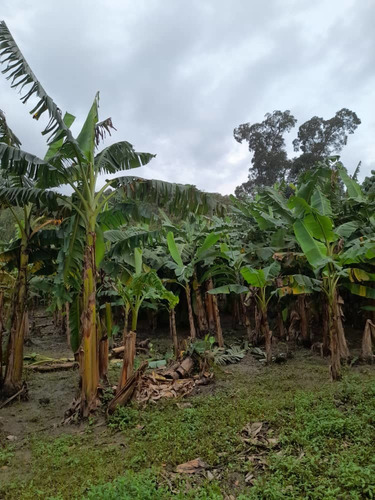 Imagen 24 de 30 de En Venta Finca En Ocumare De La Costa, Aragua