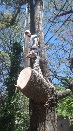 Imagen 3 de 5 de Podas En Altura Extraccióne (los Amigos)