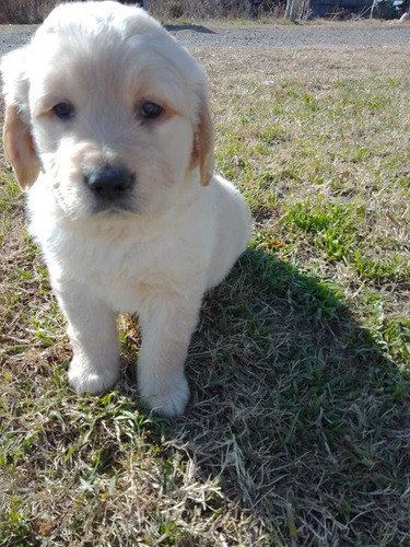 Imagen 7 de 10 de Cachorros Golden Super Hermosos