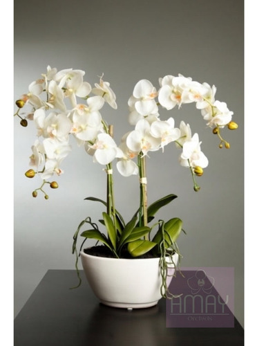 Orquídeas Phalaenopsis Plantas