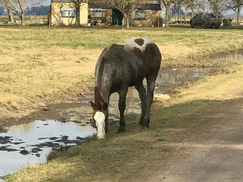 Venta 550 Hectareas Cañuelas Campo Mixto Ideal Ganadero U$s 6500 X Has.