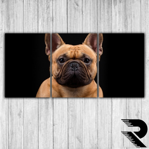 Cuadro De Perro Bull Dog Frances | 19 | Triptico