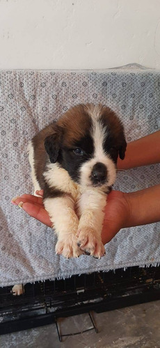 San Bernardo Perro Bebe Mascotas Rionegro Medellín