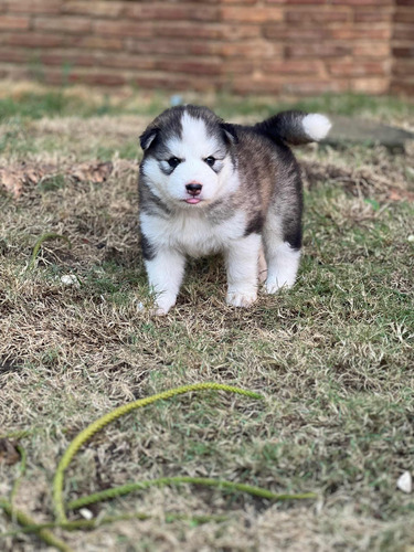  Husky Siberiano