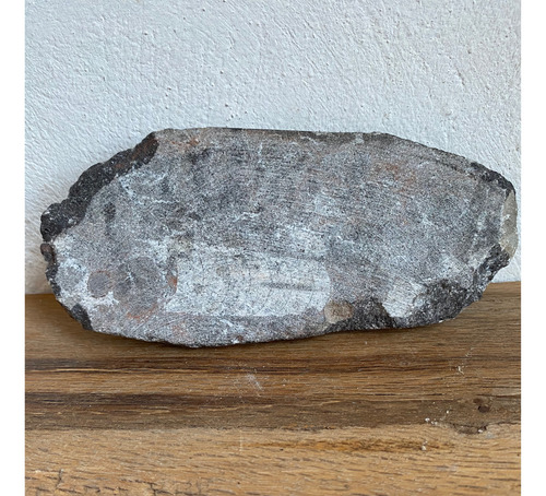 1 Belemnite Orthocera Pieza De Colección Natural Fosil