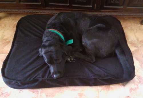 Imagen 2 de 9 de Puff Almohadón Para Perros Grandes