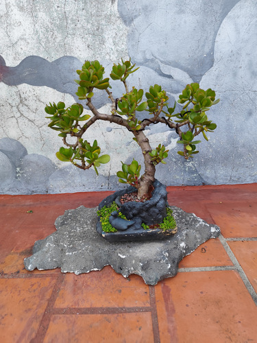 Bonsai Árbol De Jade