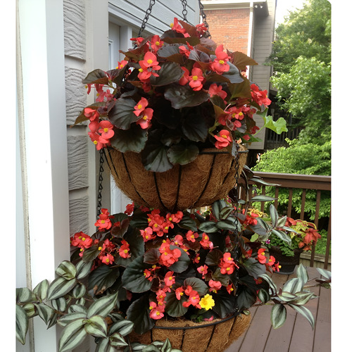 Kit 20 Mudas Begonia Cerosa - Folha Bronze - Cores Sortidas