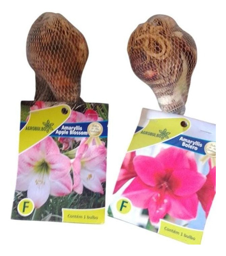 Bulbos Florales Importados Amaryllis Dahlias Gladiolos