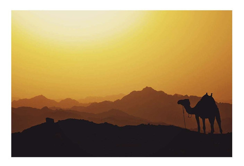 Vinilo 50x75cm Camello Desierto Animal Egipto Arena M5