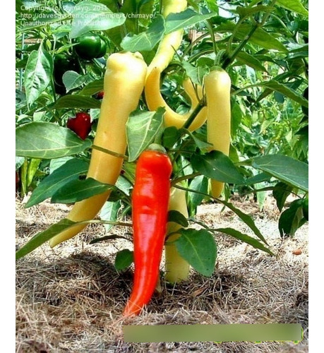 150 Semillas De Pimiento Sweet Banana