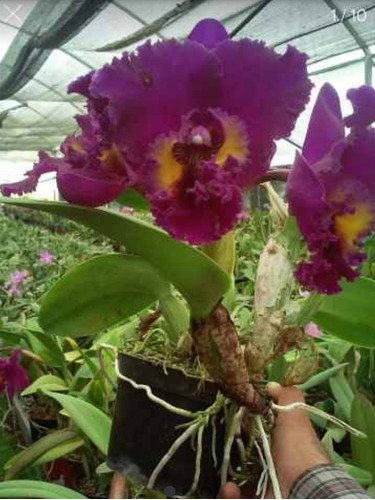 Orquídea Cattleya Y Vainilla Con Envío 