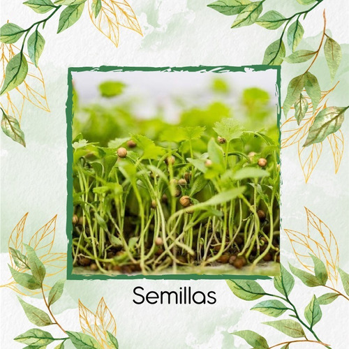 1.400 Semillas De Cilantro Para Germinados