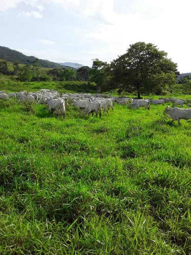 Imagen 2 de 23 de Finca Productivo En Tachira