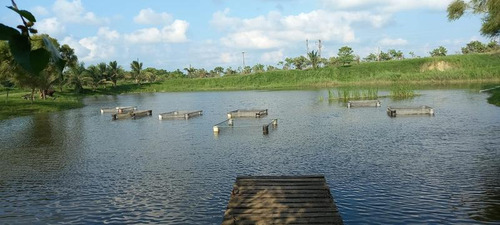 Renta Terreno 6 Hectareas Ejido La Victoria Tuxpan Veracruz