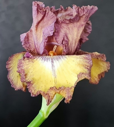 1 Rizoma De Lirios Barbados O Iris Germanica Prayre Plum