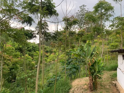Vendo Finca En Caldas Antioquia Con Temática Ambientalista