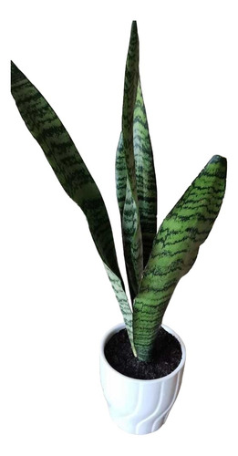 Planta Sansevieria Pack De 15 Unidades !! 