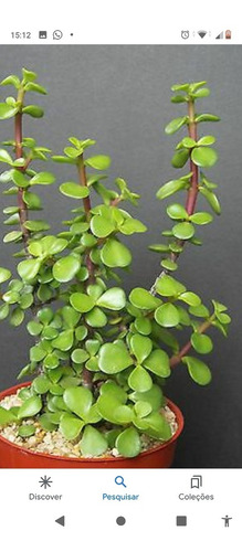 Muda De Mini Jade Portulacaria Afra- Árvore Da Fortuna.