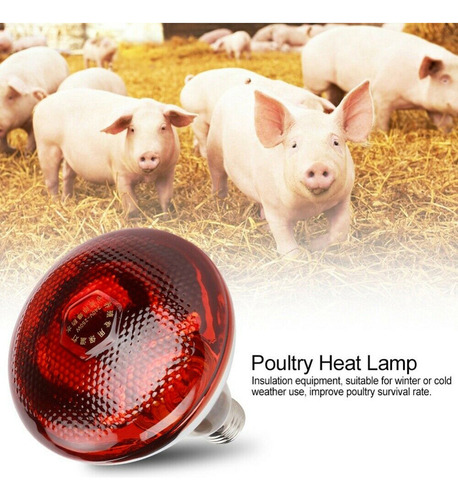 L Lámpara Infrarroja Impermeable Para Lechones De 250 W,