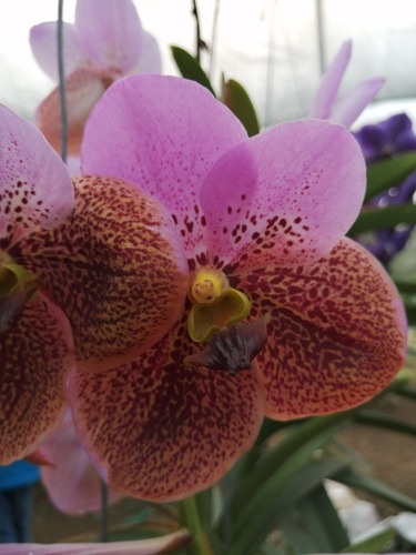 Orquídeas Vanda(varios Colores) (Usado)