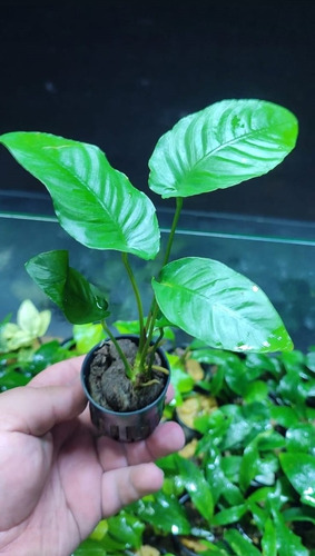 Anubias Plantas Acuaticas Varias Especies Adorno Acuario