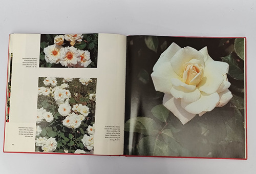 The Rose - Ann Reilly (Usado)