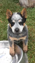Comprar Pastor Ganadero Australiano Cachorros Garantizados 