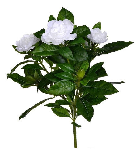  Gardenia (gardenia Jazminoides) Envió Gratis