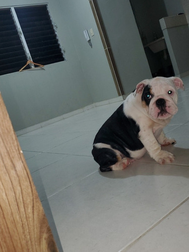 Imagen 3 de 5 de Vendo Bulldog Ingles Hembra 3 Meses De Nacida