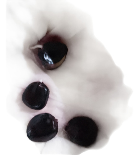 Semillas De Maiz Negro O Morado- Para Siembra En Huertas(30)