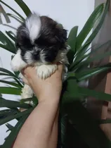 Comprar Shih Tzu 