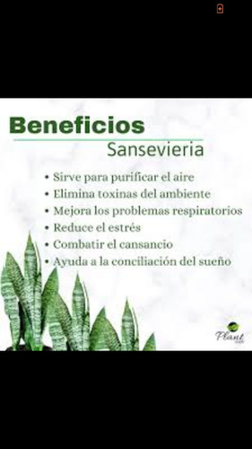 Imagen 5 de 7 de Sansevieria,o Lengua Suegra