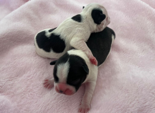 Bulldog Frances Hembras Vaquitas.