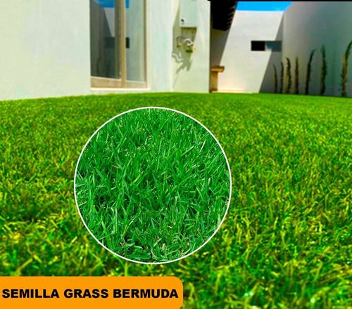 Semilla Bermuda Para Un Grass Resistente