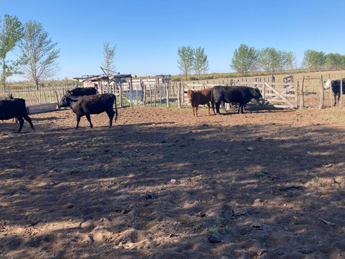 Finca Gral Alvear, 71 Hcts,en Producción Y Con Equipamiento.