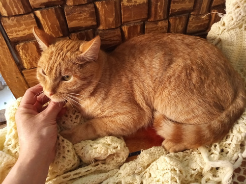 Gatito Macho Anaranjado Garfield