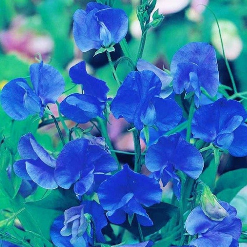 Imagen 1 de 3 de 5 Semillas Arvejilla De Olor Azul - Guisante De Olor Azul