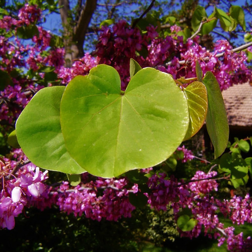 Imagen 7 de 10 de Árbol Del Amor, Árbol De Judas, Cercis Siliquastrum 10lts