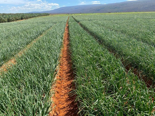 Imagem 6 de 15 de Fazenda Para Venda Na Região De Ibipeba-ba, Com 179 Hectares, Beira Do Asfalto, Muitas Benfeitorias, Plana, Pode Rodar Pivo - Fa00392 - 70074965