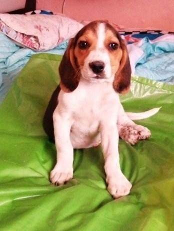 Cachorros Beagles Recien Nacidos Mercadolibre Com Mx Cachorros Beagles Recien Nacidos Mercadolibre Com Mx