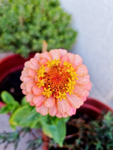 Semillas Zinnia Naranja