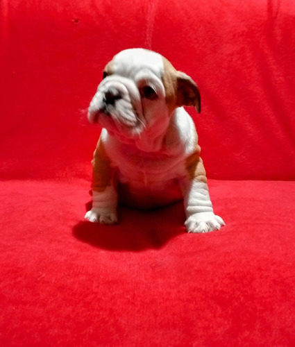 Cachorros Bulldog Inglés